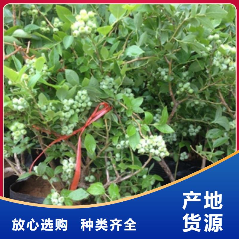 蓝莓苗,占地果树多种工艺