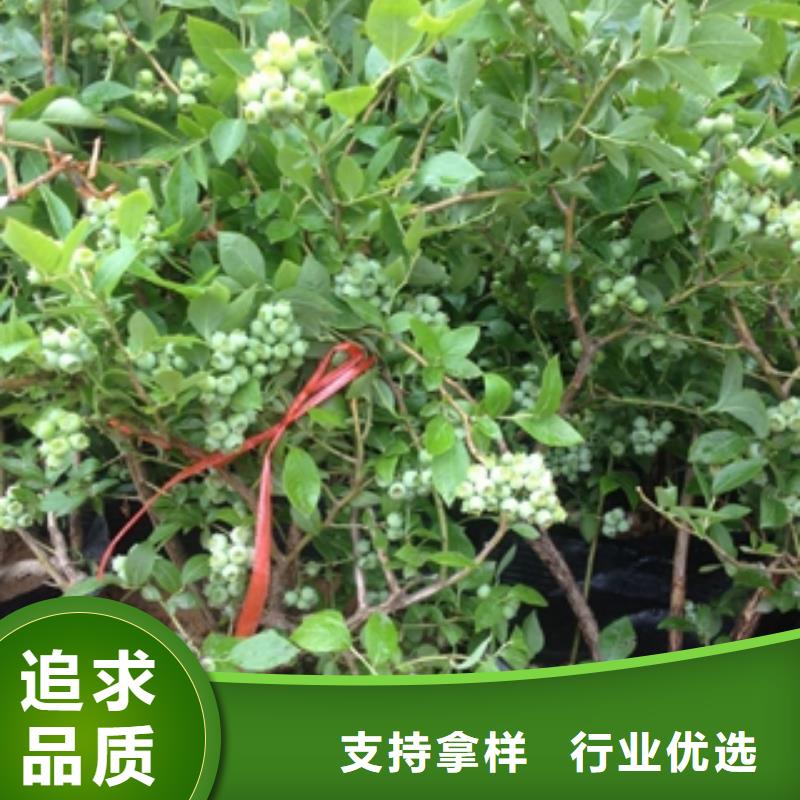 蓝莓苗树莓苗大厂生产品质