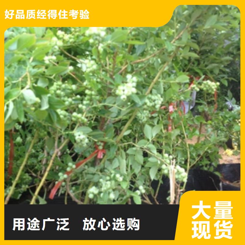 【蓝莓苗】国槐用心做好细节