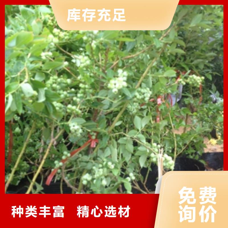 蓝莓苗占地果树厂家型号齐全
