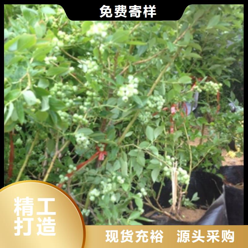 蓝莓苗,泰山景松造型景松厂家批发价