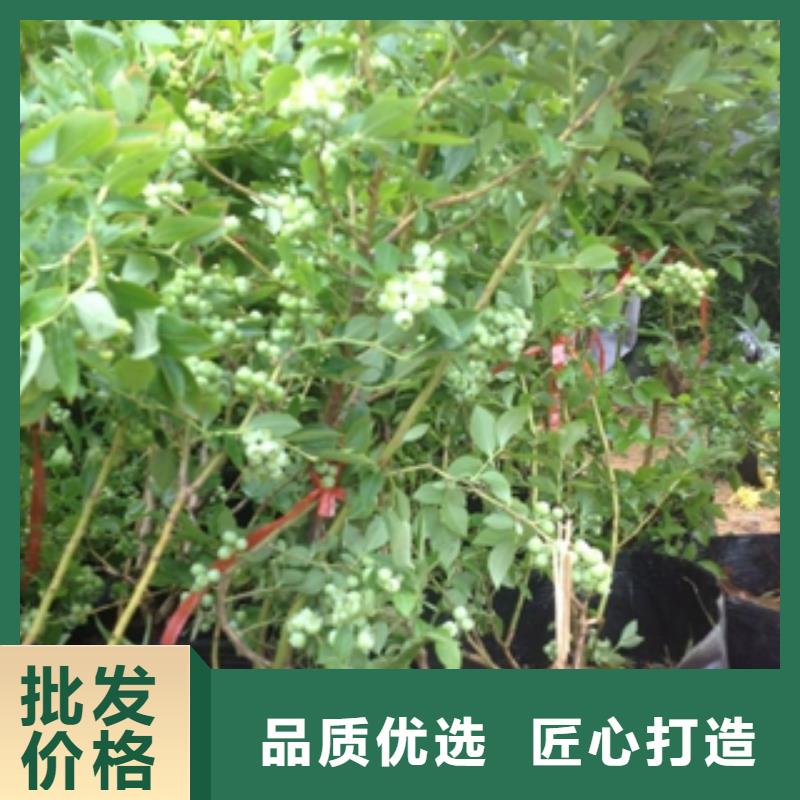 蓝莓苗泰山景松造型景松库存充足
