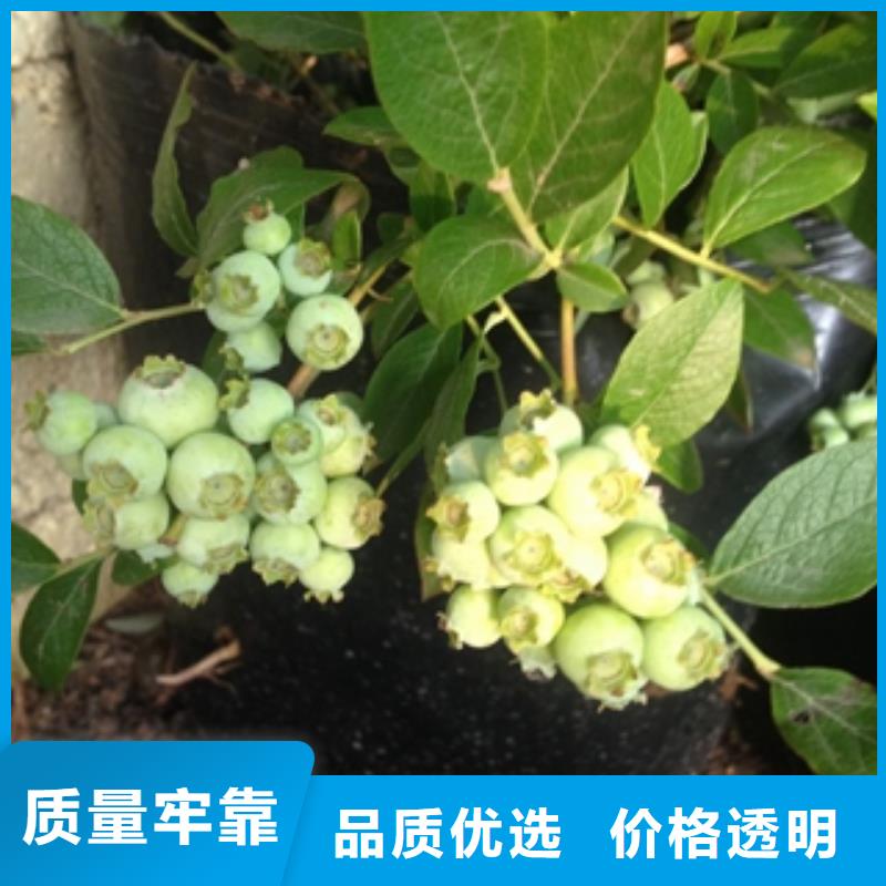 蓝莓苗占地果树厂家型号齐全