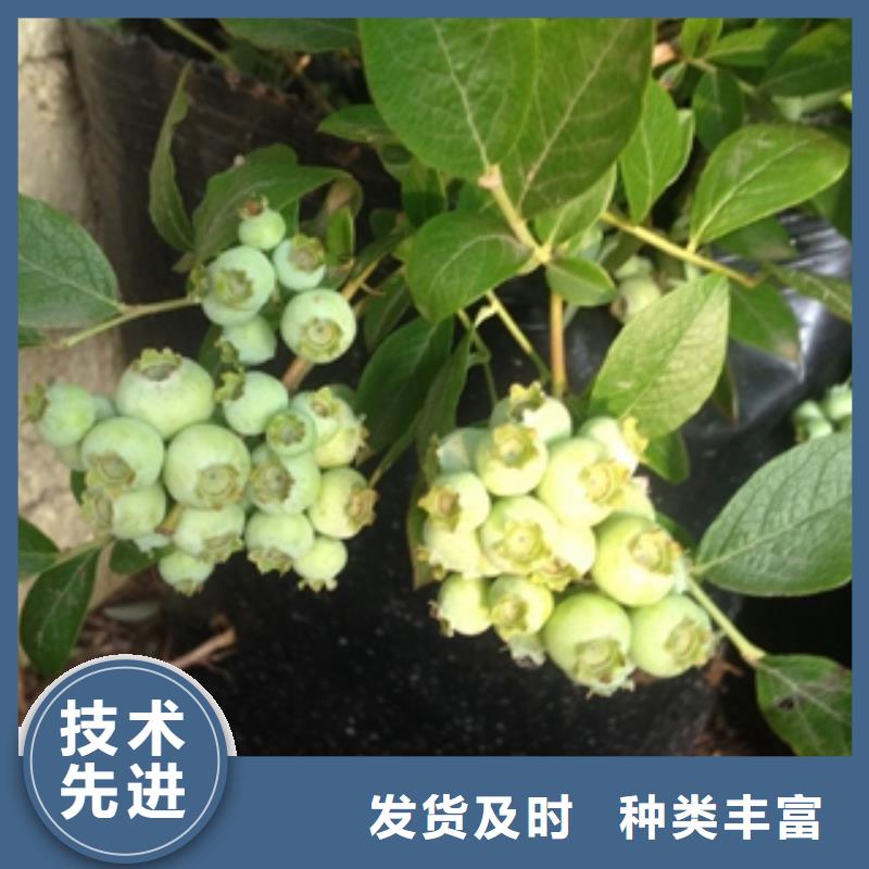 蓝莓苗,泰山景松造型景松厂家批发价