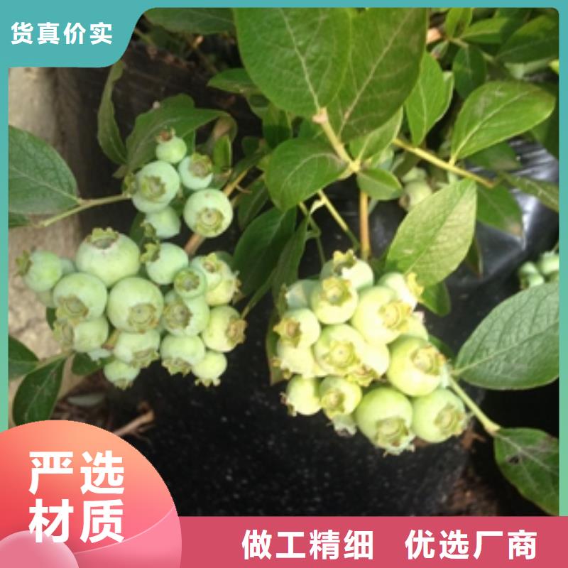蓝莓苗树莓苗大厂生产品质