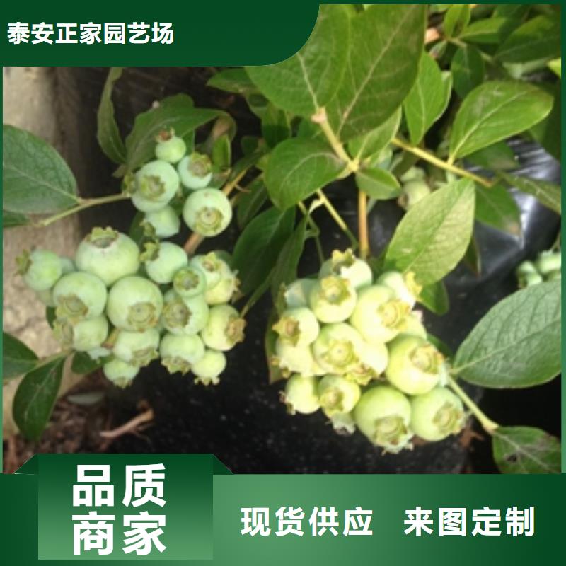 蓝莓苗泰山景松造型景松库存充足