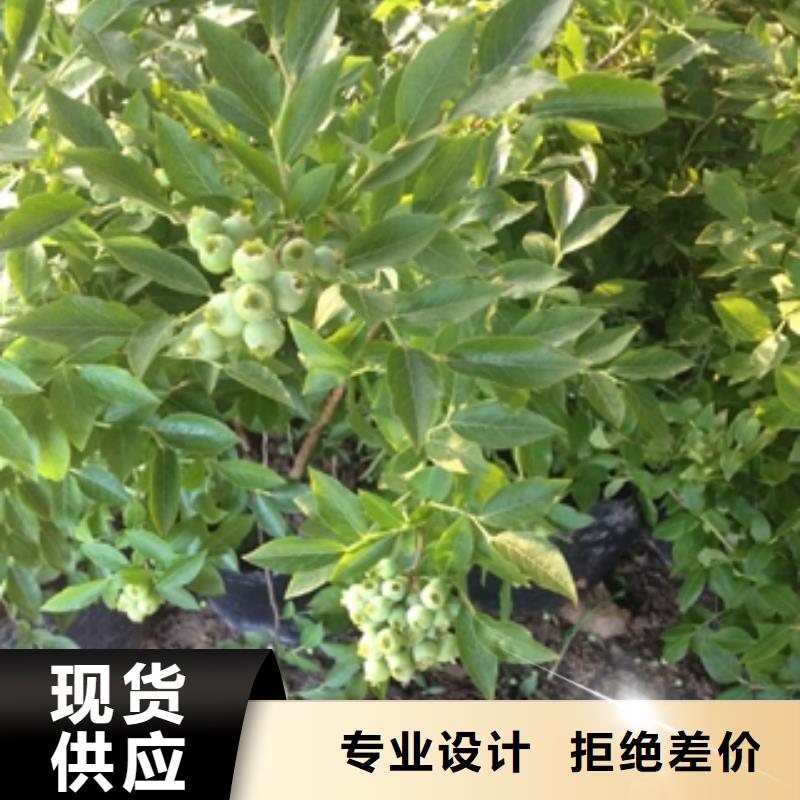 蓝莓苗,泰山景松造型景松厂家批发价