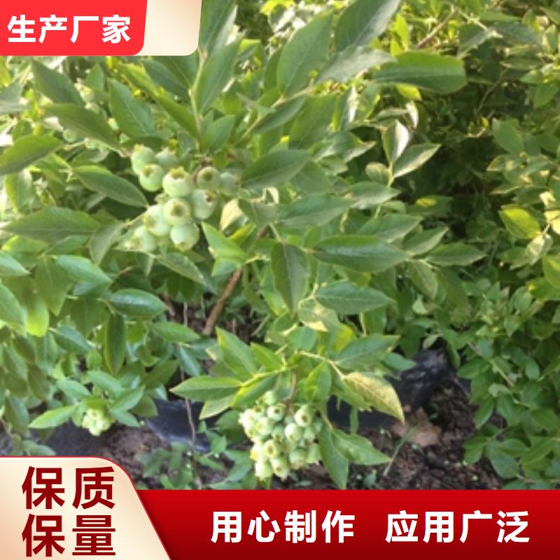 蓝莓苗泰山景松造型景松库存充足