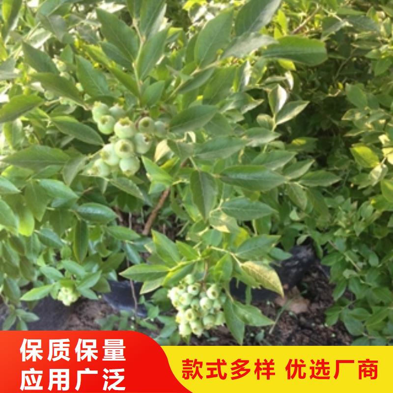 蓝莓苗树莓苗大厂生产品质