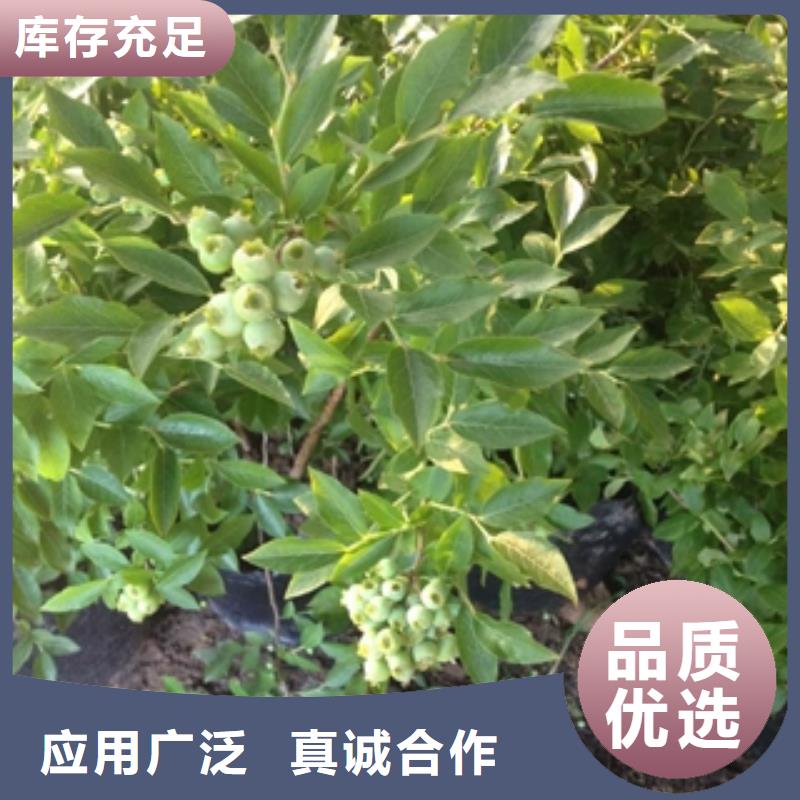 蓝莓苗占地果树厂家型号齐全