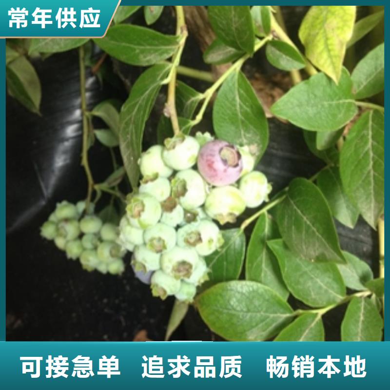 蓝莓苗泰山景松造型景松库存充足