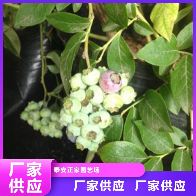蓝莓苗樱桃苗拒绝伪劣产品
