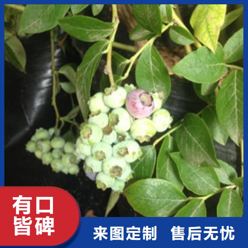 蓝莓苗,泰山景松造型景松厂家批发价
