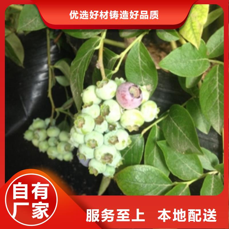 蓝莓苗树莓苗大厂生产品质