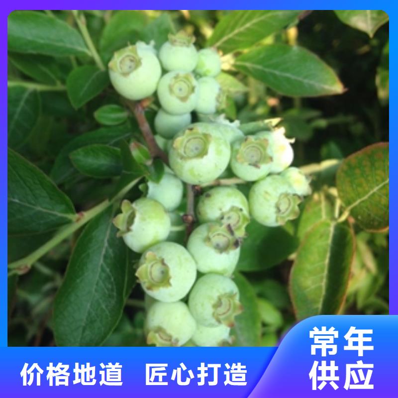 蓝莓苗,泰山景松造型景松厂家批发价