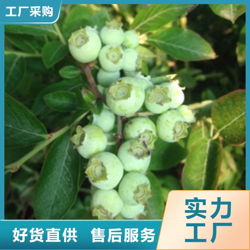 蓝莓苗占地果树厂家型号齐全