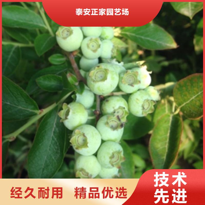 蓝莓苗泰山景松造型景松库存充足