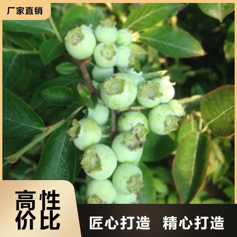 蓝莓苗占地果树厂家型号齐全