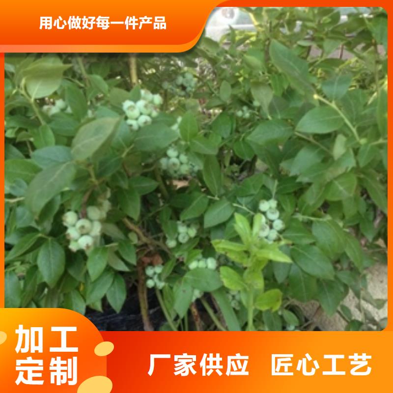 蓝莓苗占地果树厂家型号齐全