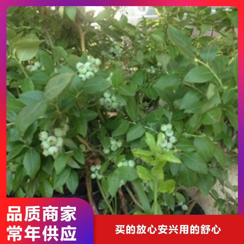 蓝莓苗,占地果树多种工艺
