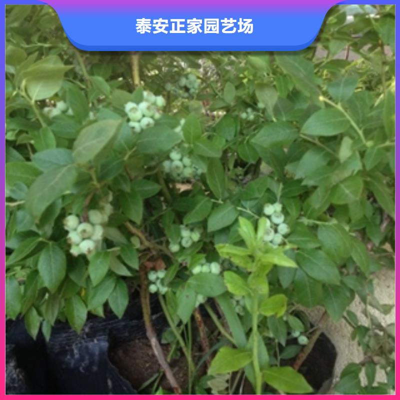 蓝莓苗泰山景松造型景松库存充足