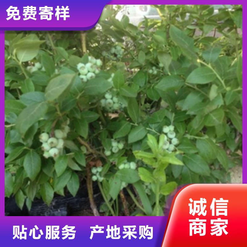 【蓝莓苗】国槐用心做好细节
