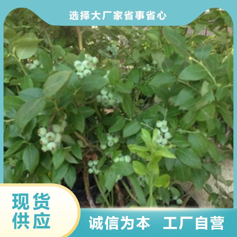 蓝莓苗占地果树厂家型号齐全