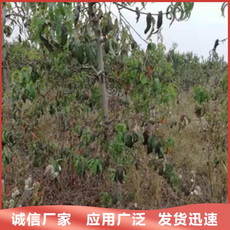 桃树钙果苗工艺层层把关