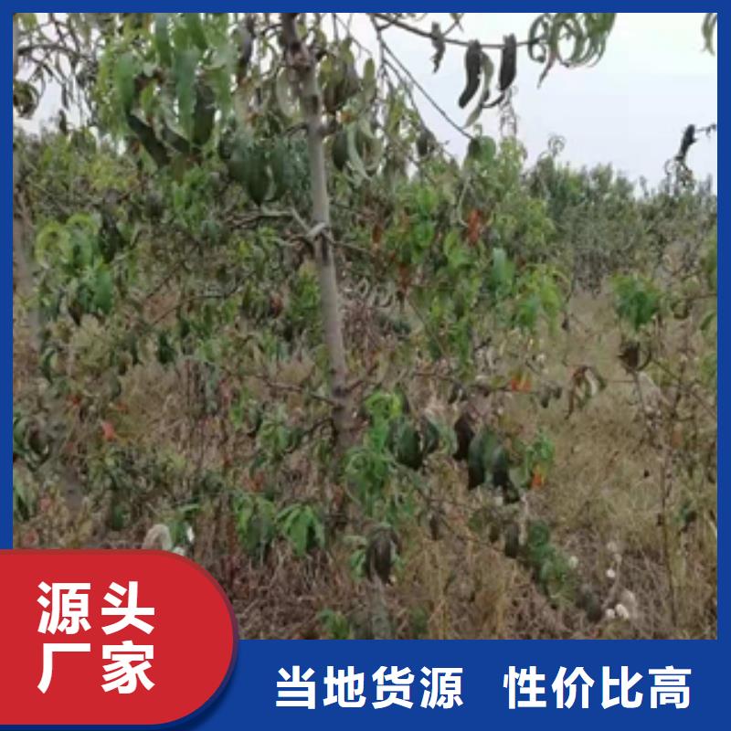 桃树_占地果树细节展示