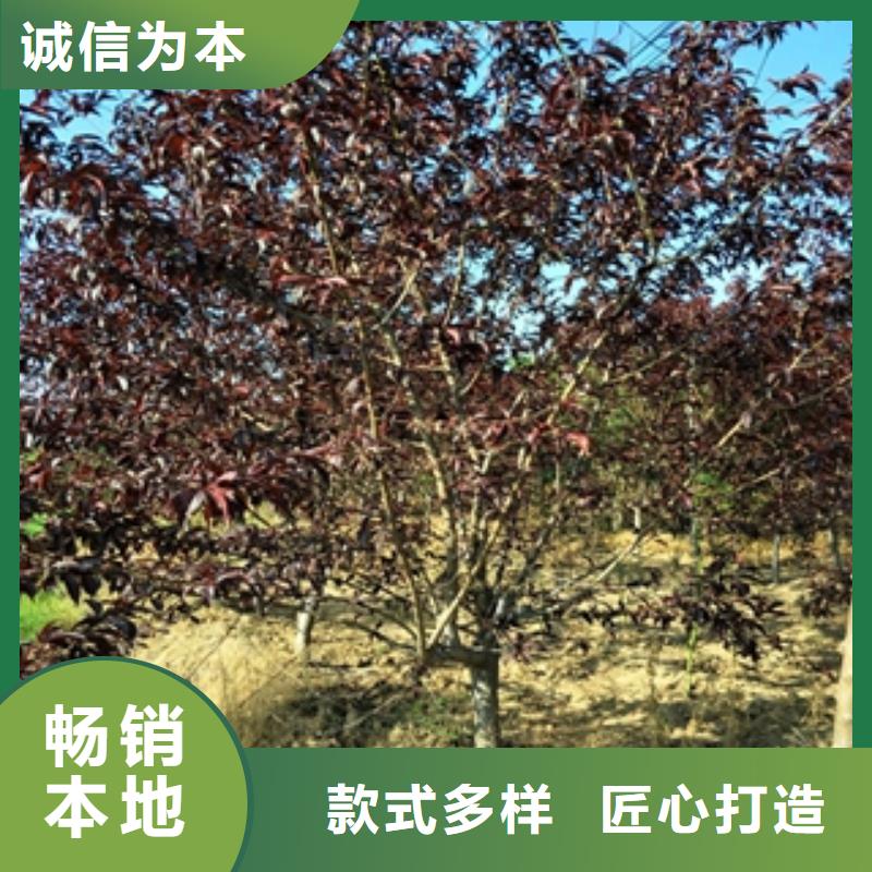 桃树钙果苗制造生产销售