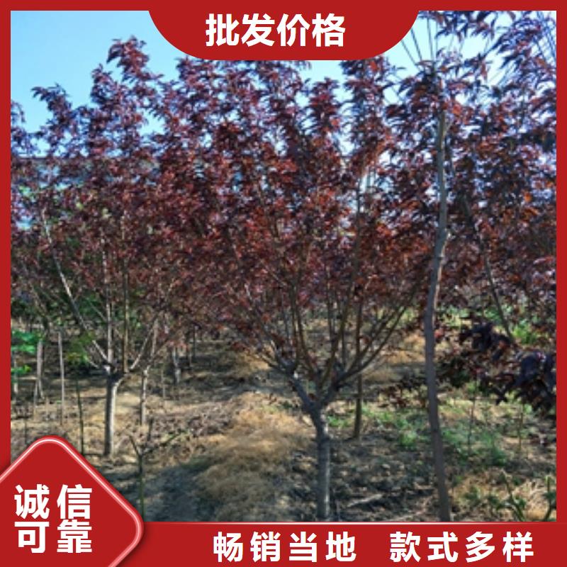 桃树蓝莓苗源头厂家
