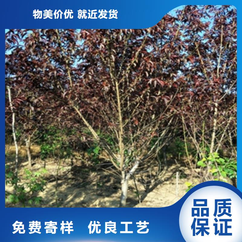 桃树_【核桃苗樱花苗长果桑树苗】好品质售后无忧