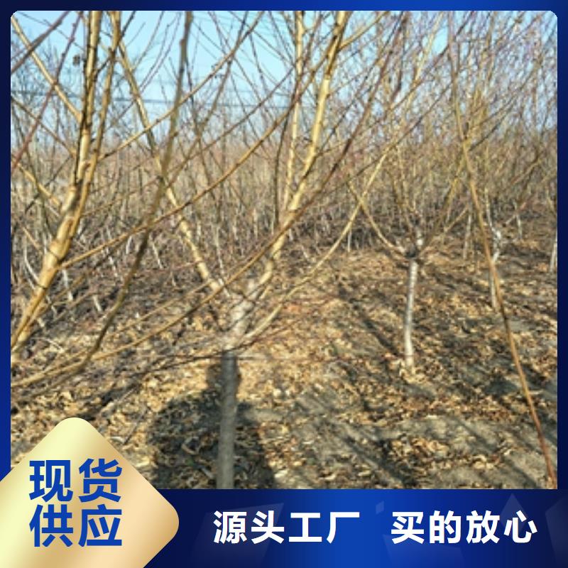 桃树_占地果树细节展示