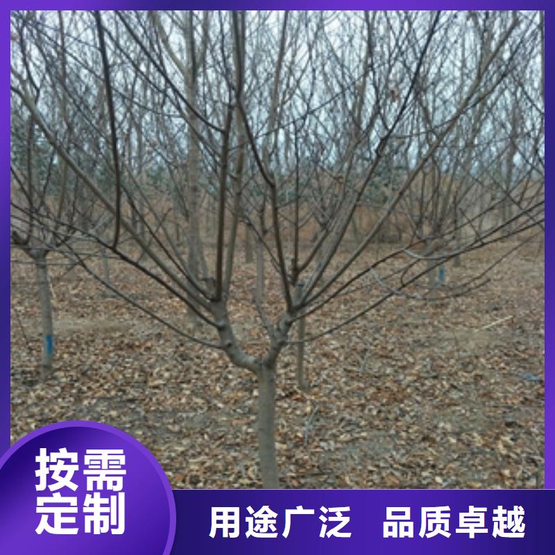 桃树_【核桃苗樱花苗长果桑树苗】好品质售后无忧