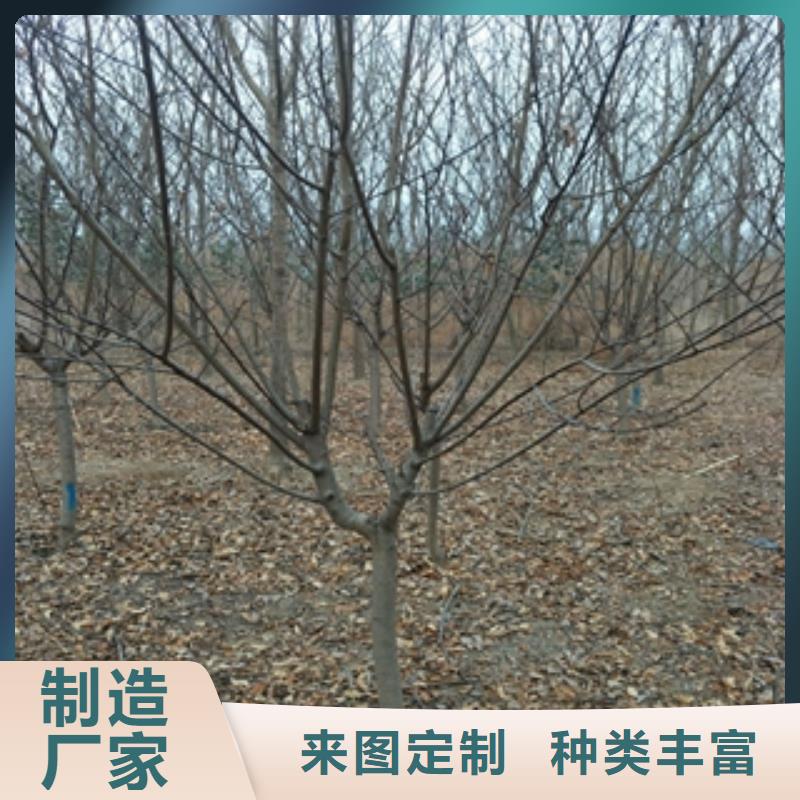 桃树_【绿化树绿化工程】采购