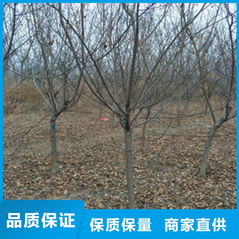 【桃树】,泰山景松造型景松质量好
