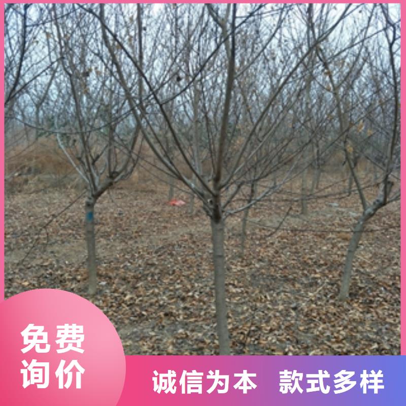 桃树【樱桃苗】品牌专营