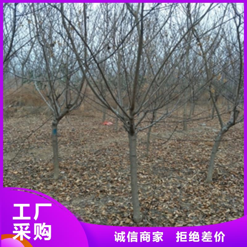 桃树蓝莓苗源头厂家