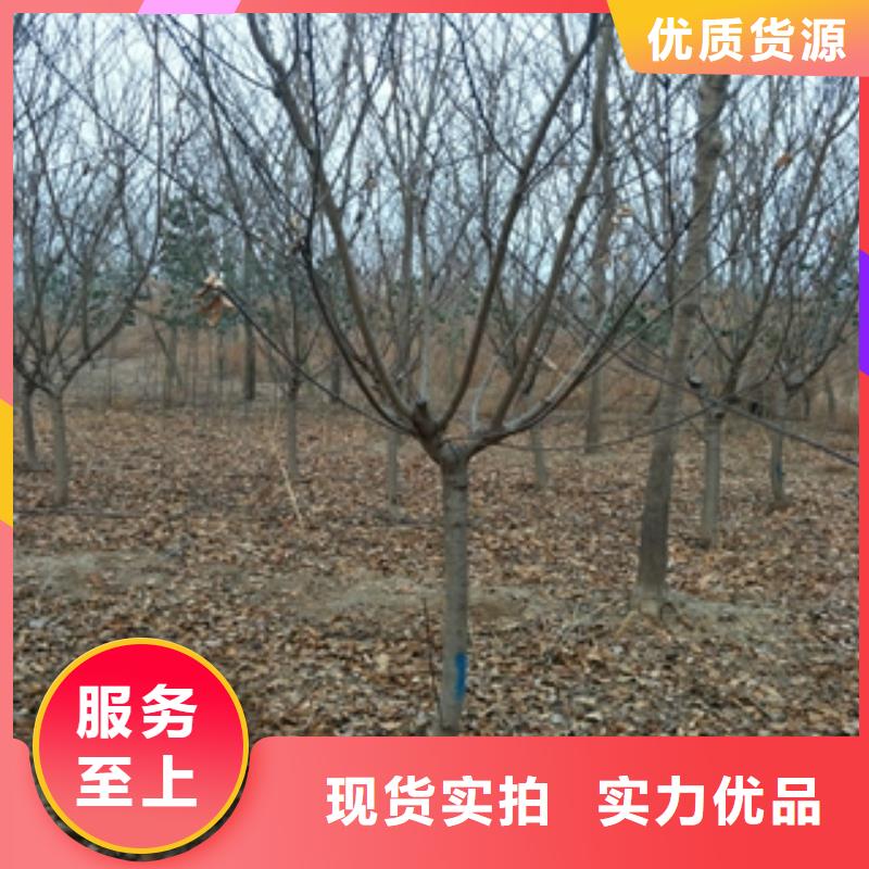 【桃树】,泰山景松造型景松质量好