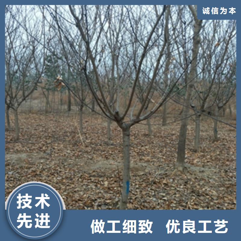桃树钙果苗工艺层层把关