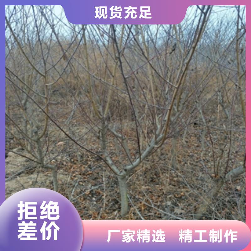 桃树【樱桃苗】品牌专营