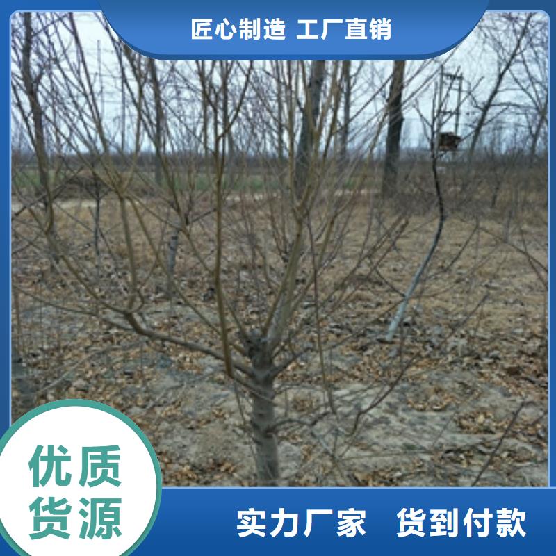 桃树_泰山景松造型景松多种场景适用