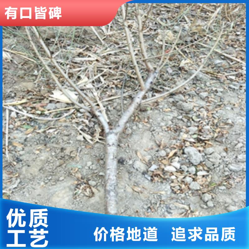 桃树-钙果苗价格实在