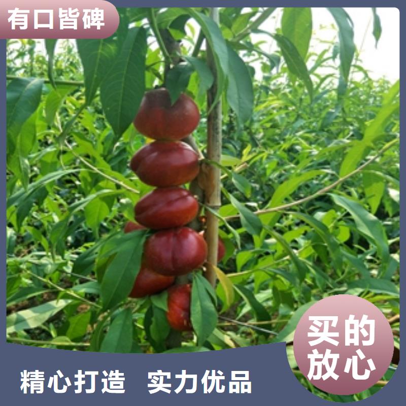 桃树占地果树适用场景
