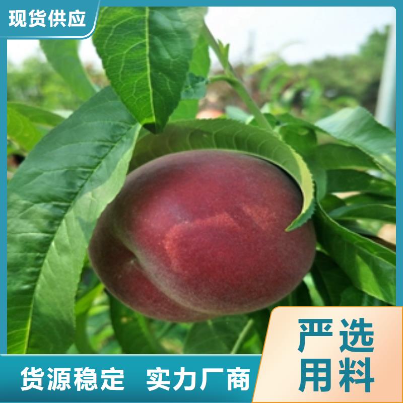 桃树钙果苗工艺层层把关
