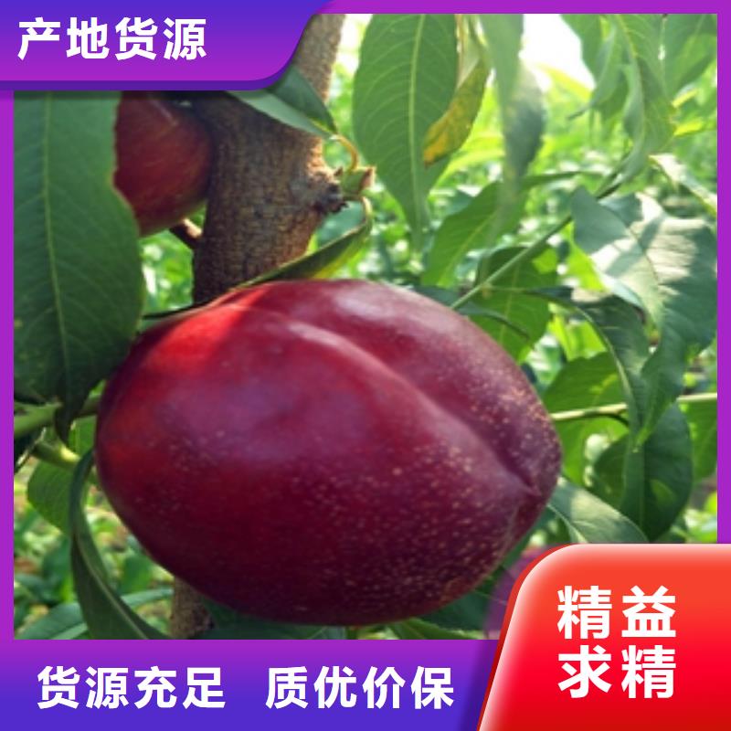 桃树_【核桃苗樱花苗长果桑树苗】好品质售后无忧