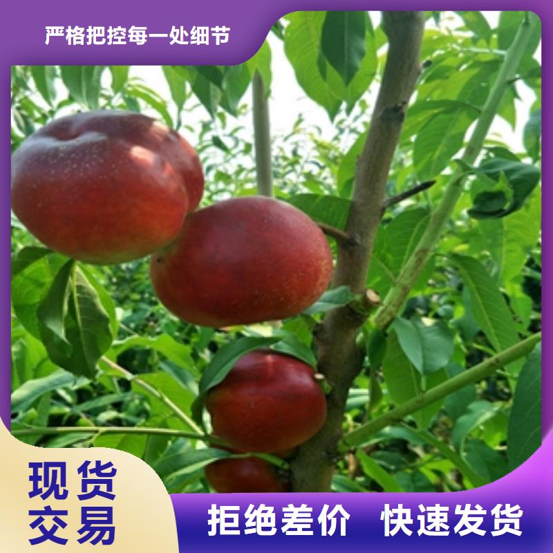 桃树_【核桃苗樱花苗长果桑树苗】好品质售后无忧