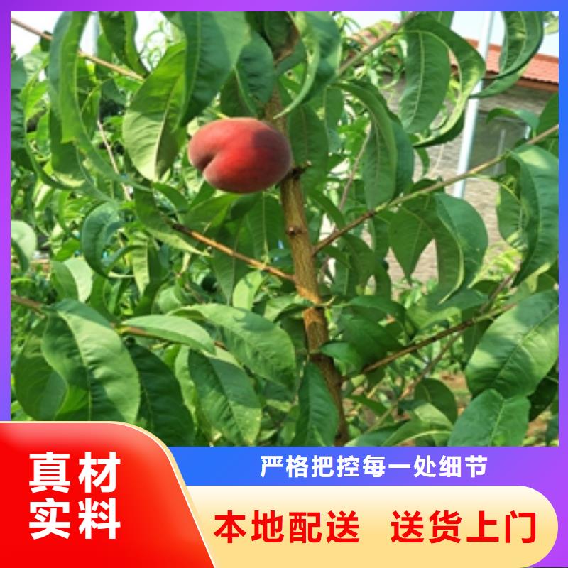 桃树_占地果树细节展示