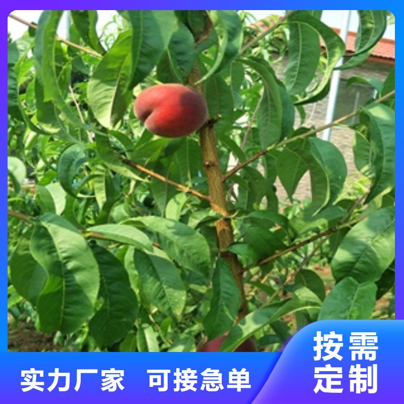 桃树钙果苗选择我们没错