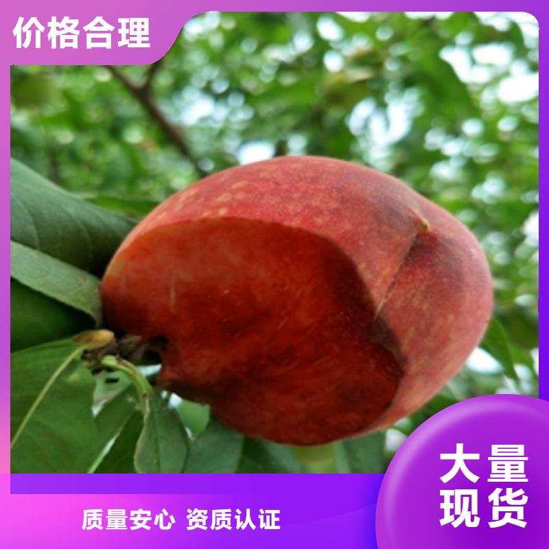 桃树_泰山景松造型景松多种场景适用